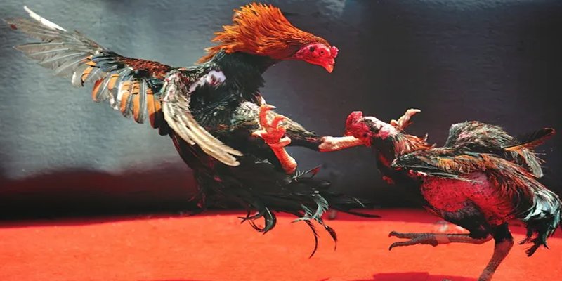 i9bet42 c1 gà chọi