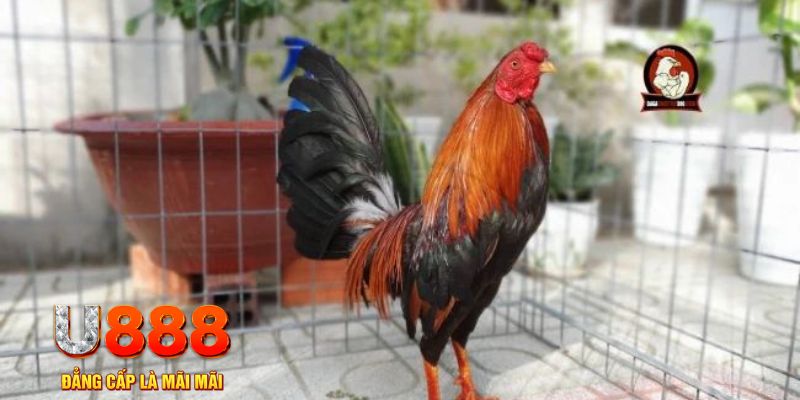 i9bet42 game máy bay nổ hũ