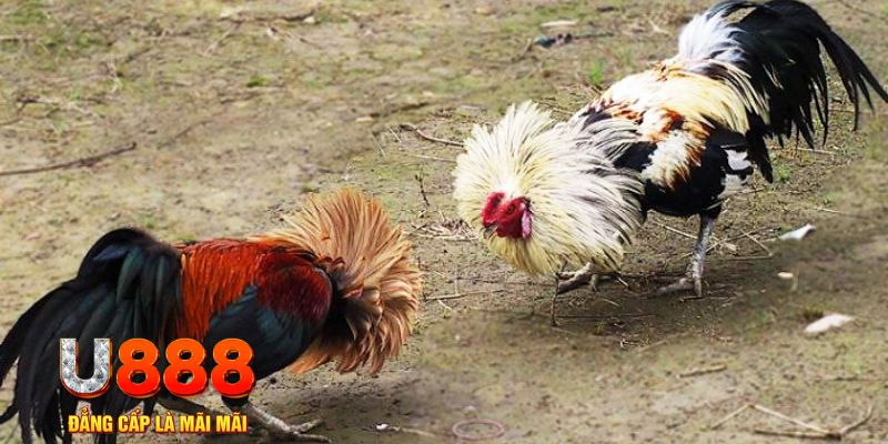 i9bet42 game nổ hũ là gì